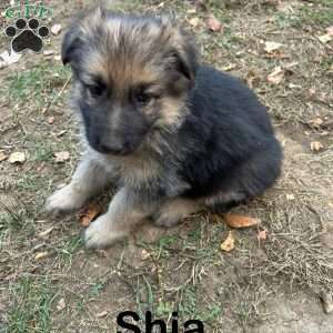 Shia, German Shepherd Puppy