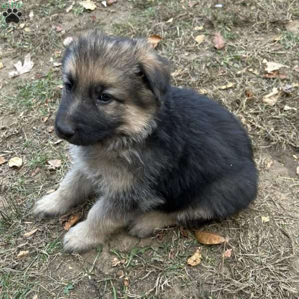 Shia, German Shepherd Puppy