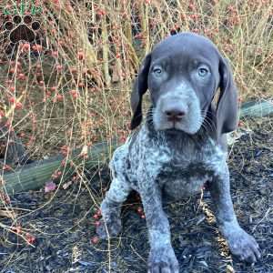 Kira, German Shorthaired Pointer Puppy