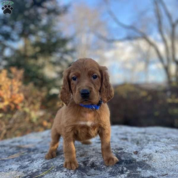 Harper, Irish Setter Puppy