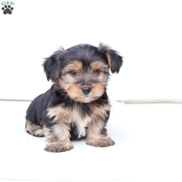 Bentley, Yorkie Puppy