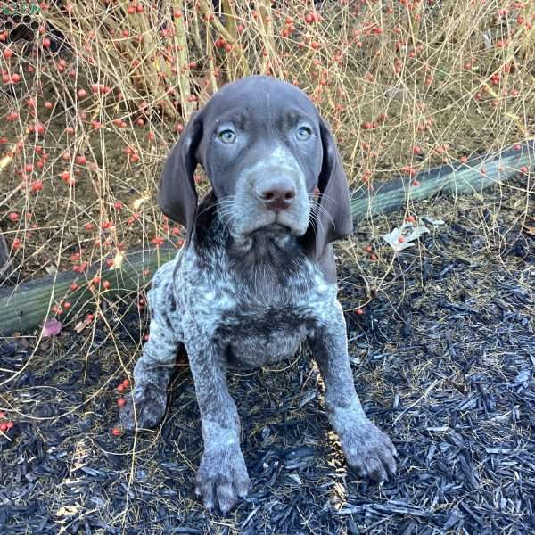 Kira, German Shorthaired Pointer Puppy