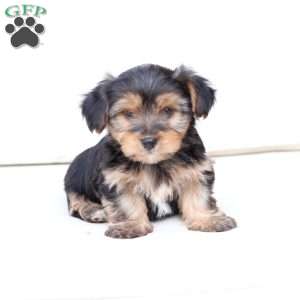 Bentley, Yorkie Puppy