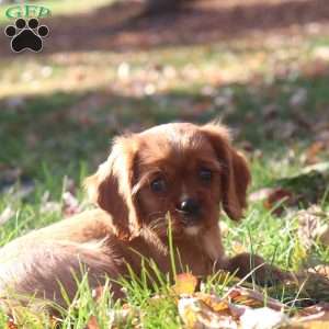 Kory, Cavalier King Charles Spaniel Puppy