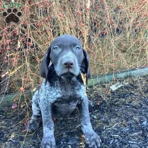 Kira, German Shorthaired Pointer Puppy