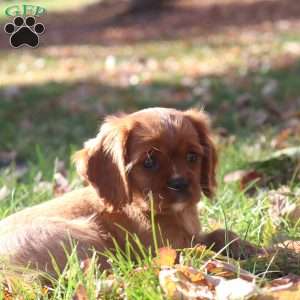 Kory, Cavalier King Charles Spaniel Puppy