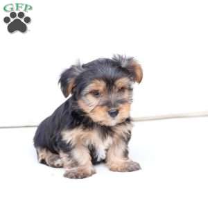 Bentley, Yorkie Puppy