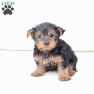 Koda, Yorkie Puppy