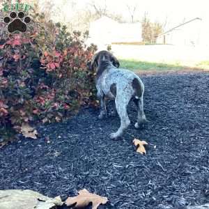 Kira, German Shorthaired Pointer Puppy