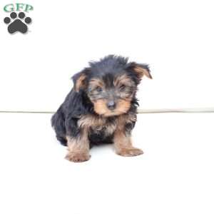 Koda, Yorkie Puppy