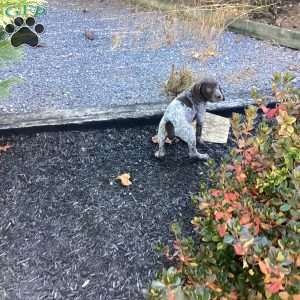 Kira, German Shorthaired Pointer Puppy