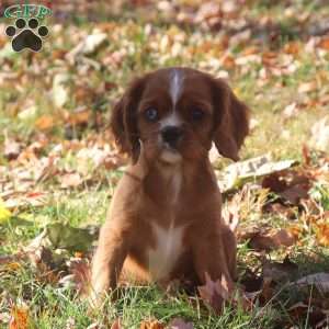 Karamel, Cavalier King Charles Spaniel Puppy