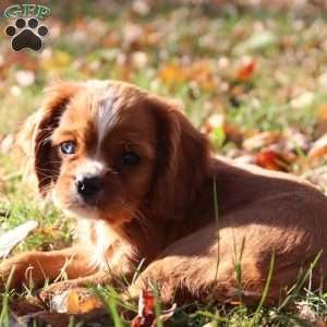 Karamel, Cavalier King Charles Spaniel Puppy