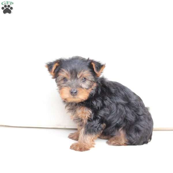 Koda, Yorkie Puppy