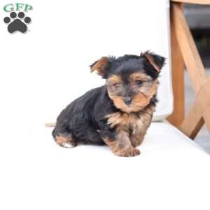 Oakley, Yorkie Puppy