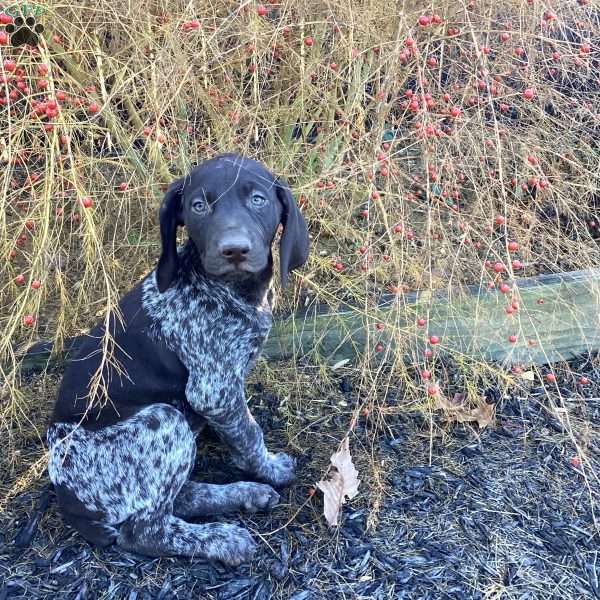 Kayla, German Shorthaired Pointer Puppy