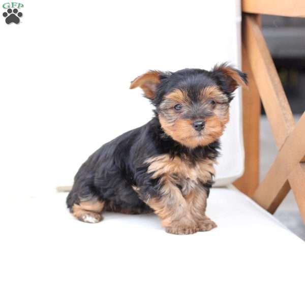 Oakley, Yorkie Puppy