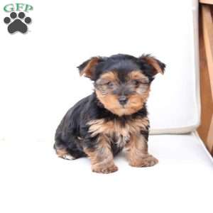 Oakley, Yorkie Puppy