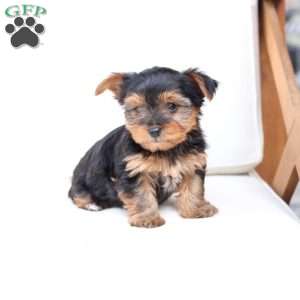 Oakley, Yorkie Puppy