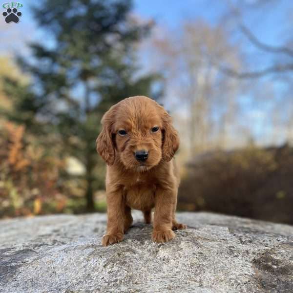 Nellie, Irish Setter Puppy