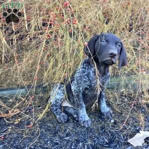 Kayla, German Shorthaired Pointer Puppy