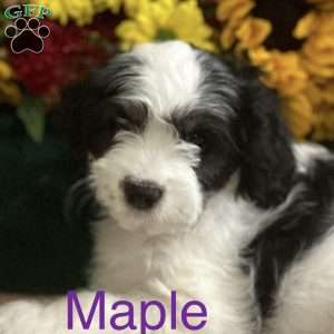 Maple, Miniature Poodle Mix Puppy