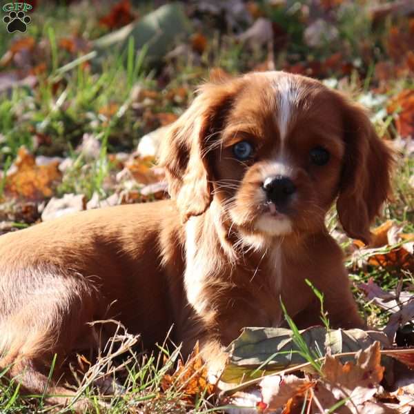 Karamel, Cavalier King Charles Spaniel Puppy