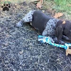 Kayla, German Shorthaired Pointer Puppy