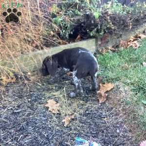 Kayla, German Shorthaired Pointer Puppy