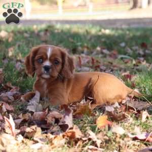 Karamel, Cavalier King Charles Spaniel Puppy