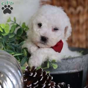 Tiny-Rudolph, Bichon Frise Puppy