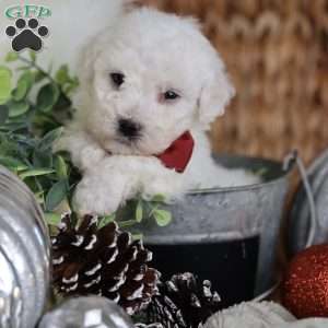 Tiny-Rudolph, Bichon Frise Puppy