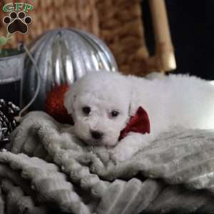 Tiny-Rudolph, Bichon Frise Puppy