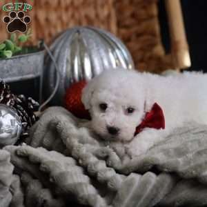 Tiny-Rudolph, Bichon Frise Puppy