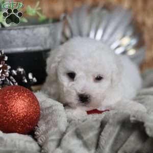 Tiny-Rudolph, Bichon Frise Puppy