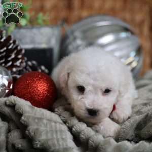 Tiny-Rudolph, Bichon Frise Puppy