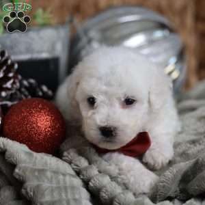 Tiny-Rudolph, Bichon Frise Puppy