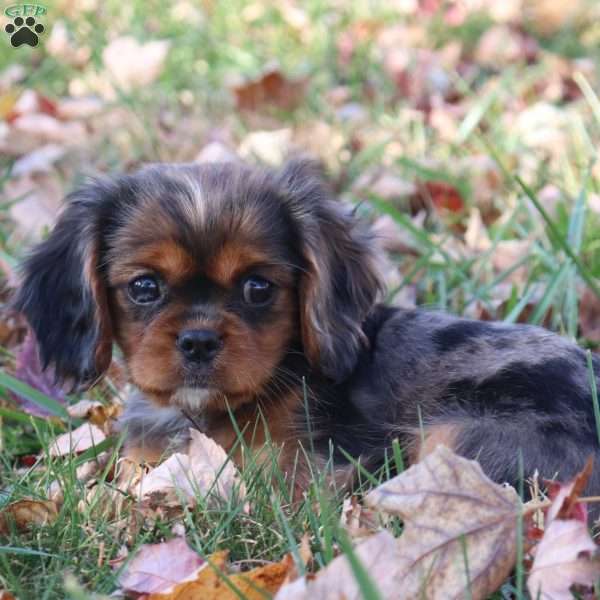 Kina, Cavalier King Charles Spaniel Puppy