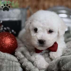 Tiny-Rudolph, Bichon Frise Puppy