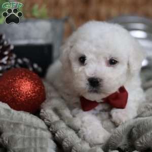 Tiny-Rudolph, Bichon Frise Puppy