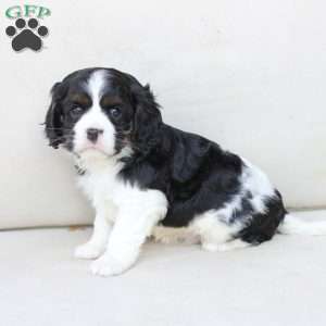 Chase, Cavalier King Charles Spaniel Puppy