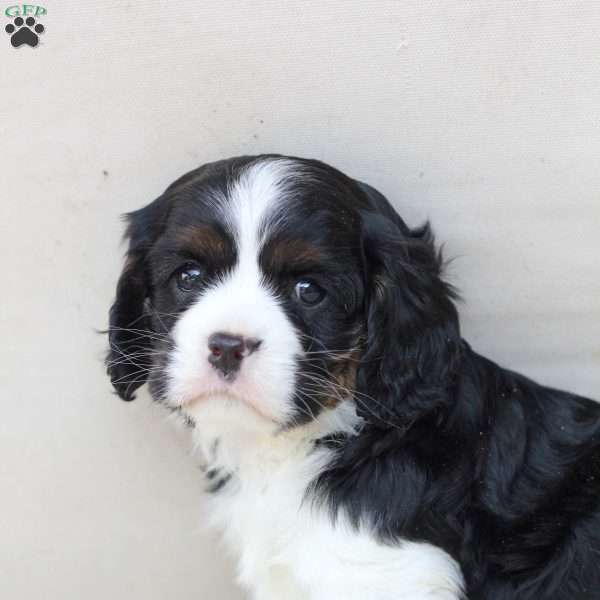 Chase, Cavalier King Charles Spaniel Puppy