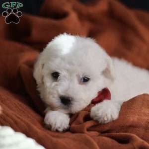 Tiny-Rudolph, Bichon Frise Puppy