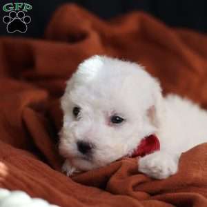 Tiny-Rudolph, Bichon Frise Puppy