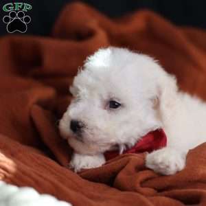 Tiny-Rudolph, Bichon Frise Puppy