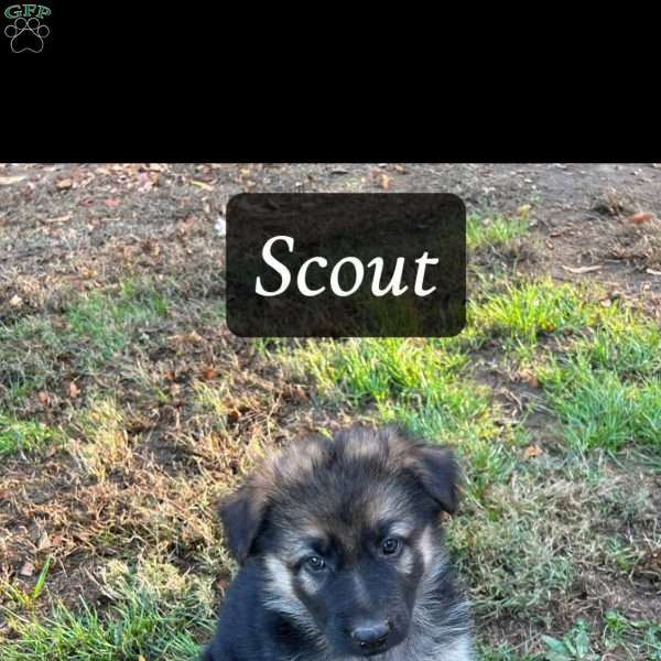 Scout, German Shepherd Puppy