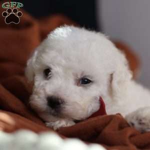 Tiny-Rudolph, Bichon Frise Puppy