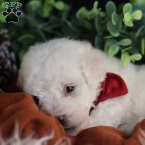 Tiny-Rudolph, Bichon Frise Puppy