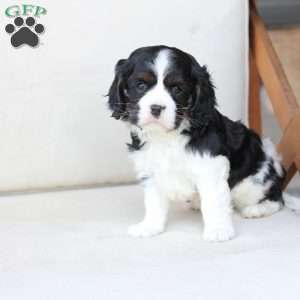 Chase, Cavalier King Charles Spaniel Puppy