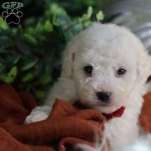 Tiny-Rudolph, Bichon Frise Puppy